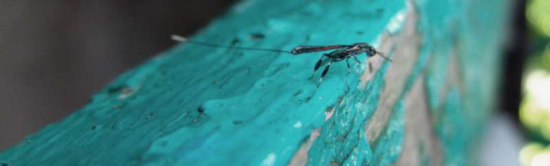 Wasp and Hornet Removal